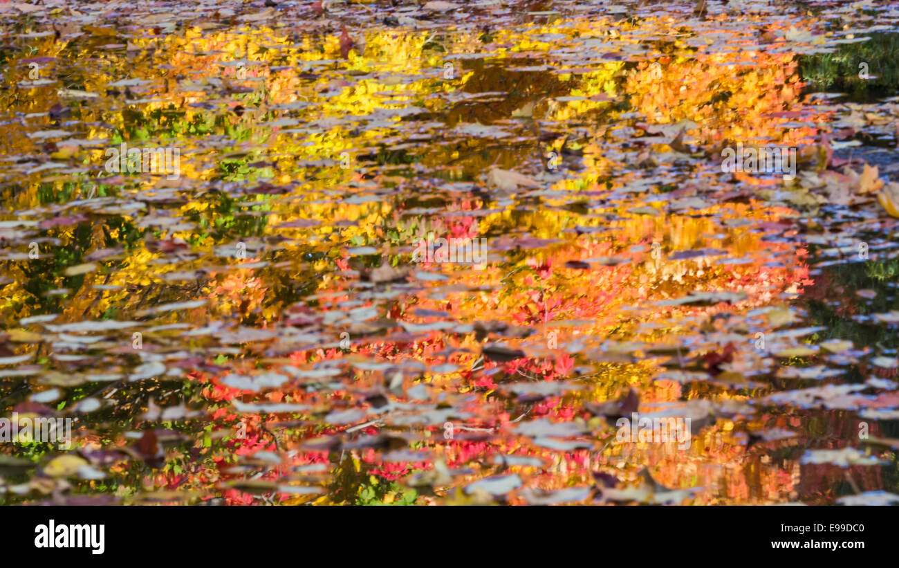 Foglie di autunno galleggiare sulla superficie di acqua con alberi colorati riflessa dietro a Prospect Park di Brooklyn. Foto Stock