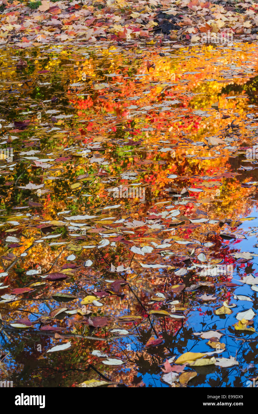 Foglie di autunno galleggiare sulla superficie di acqua con alberi colorati riflessa dietro a Prospect Park di Brooklyn. Foto Stock