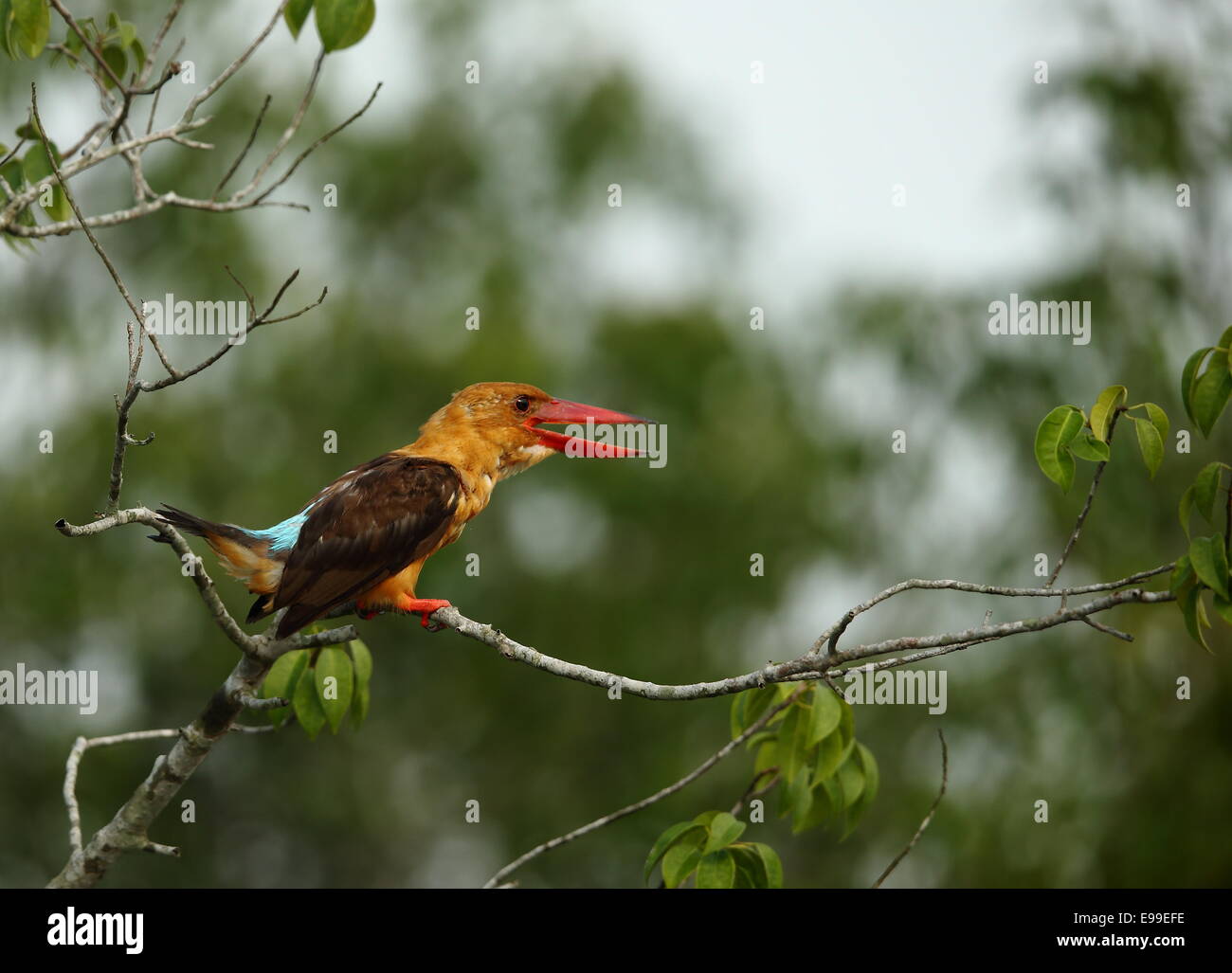Brown winged kingfisher in Sundarbans Riserva della Tigre Foto Stock