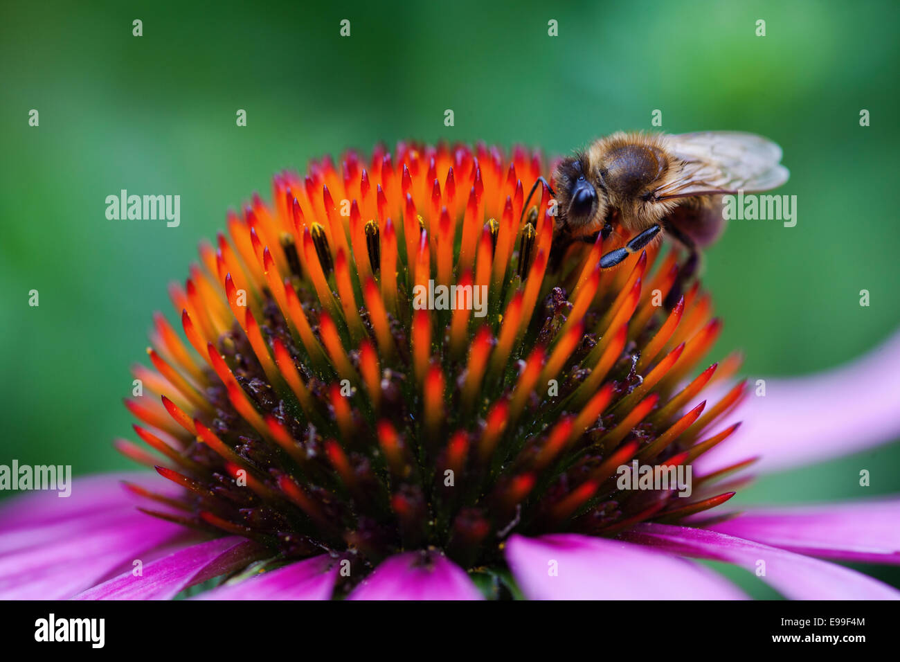 Un primo piano di un fiore di coneflower con un'ape raccolta di polline Foto Stock