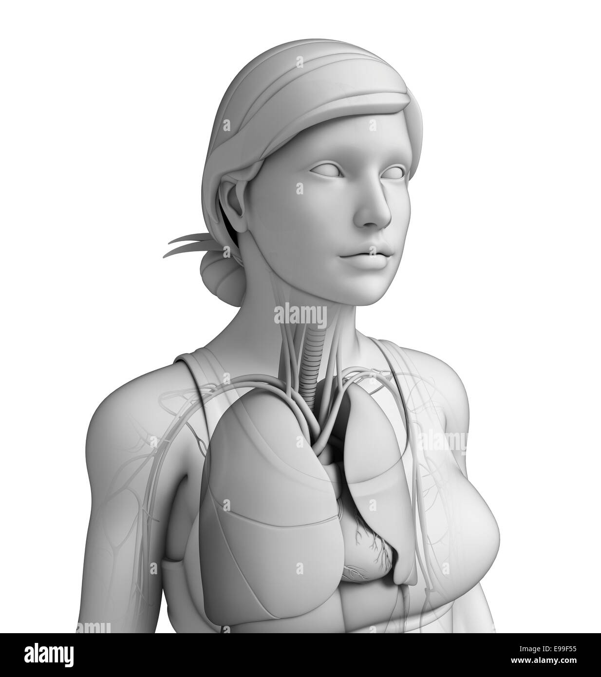 Illustrazione del corpo umano sistema respiratorio Foto Stock