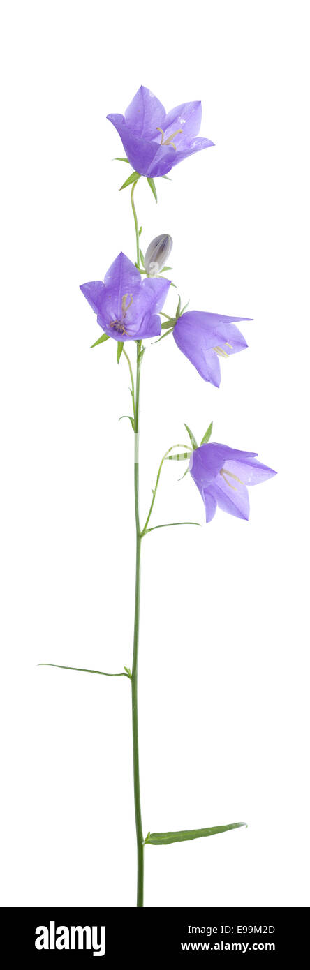 Fiore viola harebell (campanula rotundifolia) su bianco Foto Stock