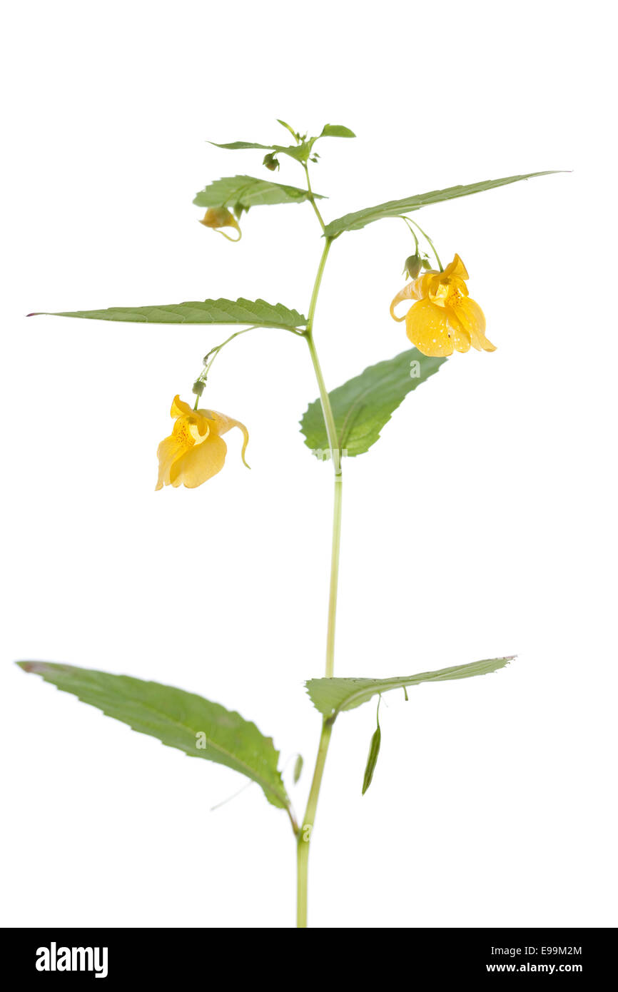 Fiore giallo (Impatiens noli-tangere) su sfondo bianco Foto Stock