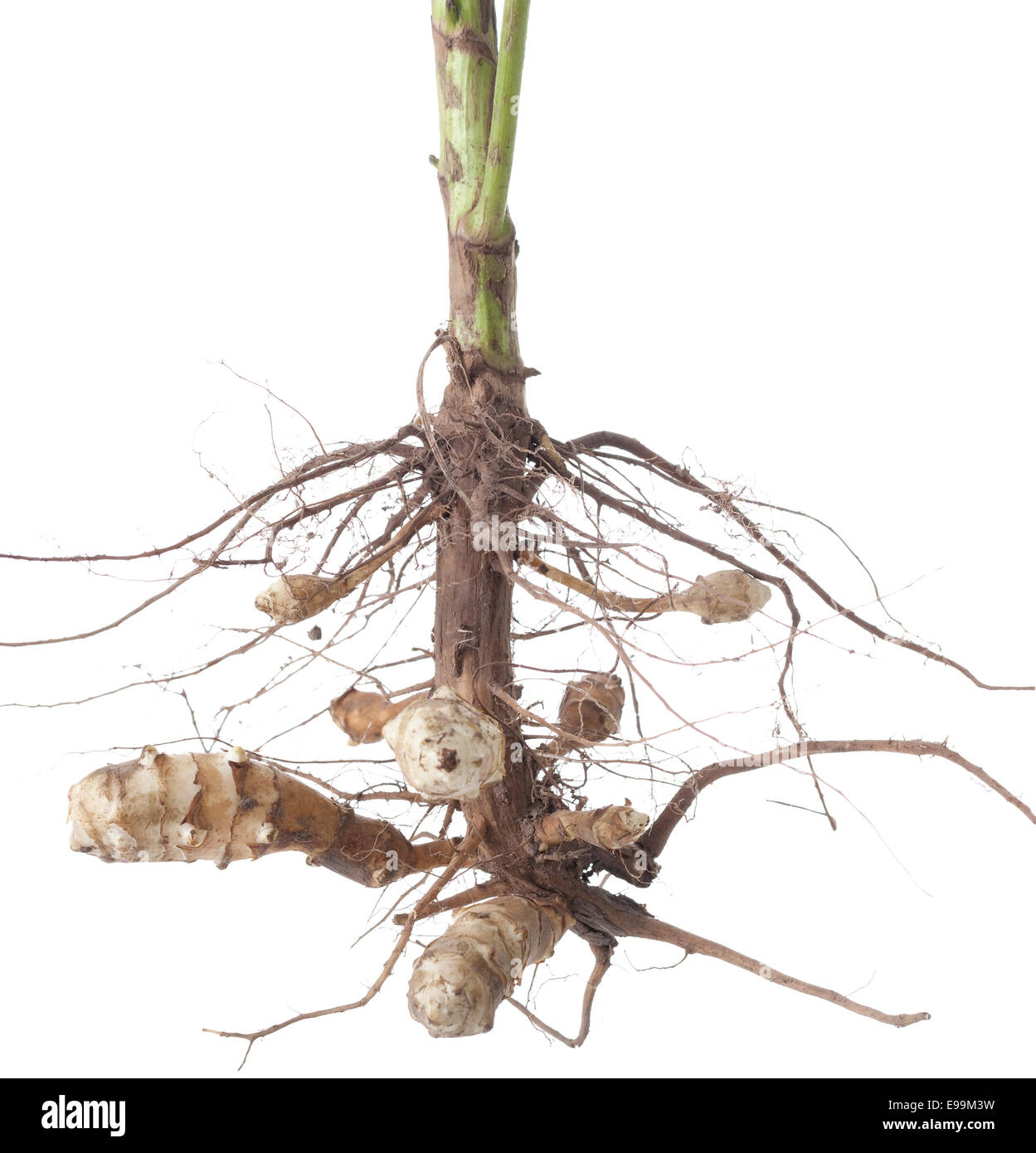 Specie di tuberi commestibili con root su bianco Foto Stock