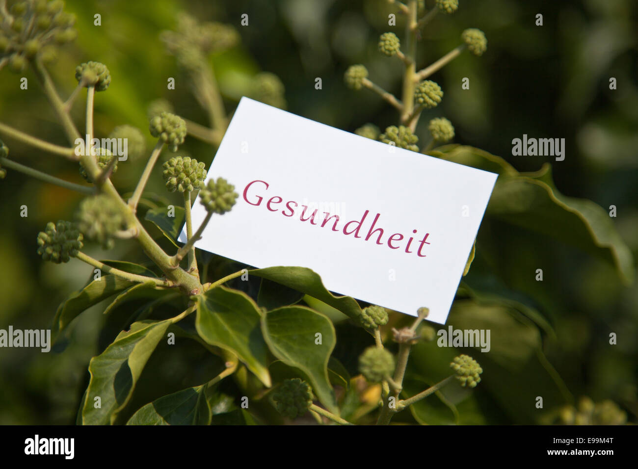 La parola Gesundheit su carta in natura Foto Stock