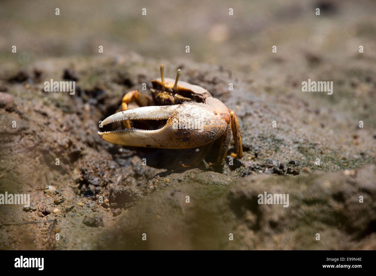 L'artiglio allargata di un maschio Fiddler Crab (Uca tangeri), Ria Formosa Natura Park, Algarve. Il Portogallo. Foto Stock