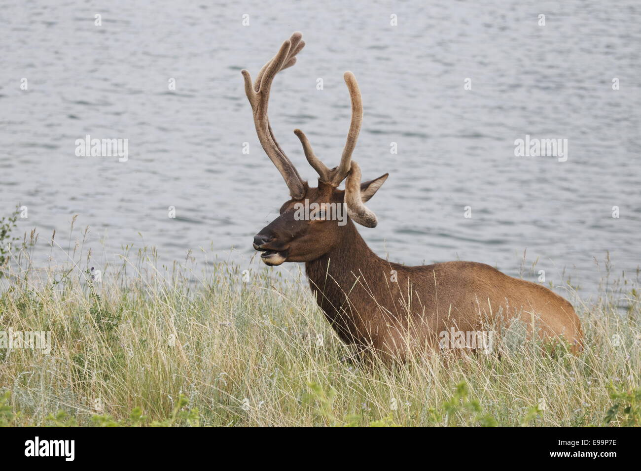 Elk con corna deformato Foto Stock