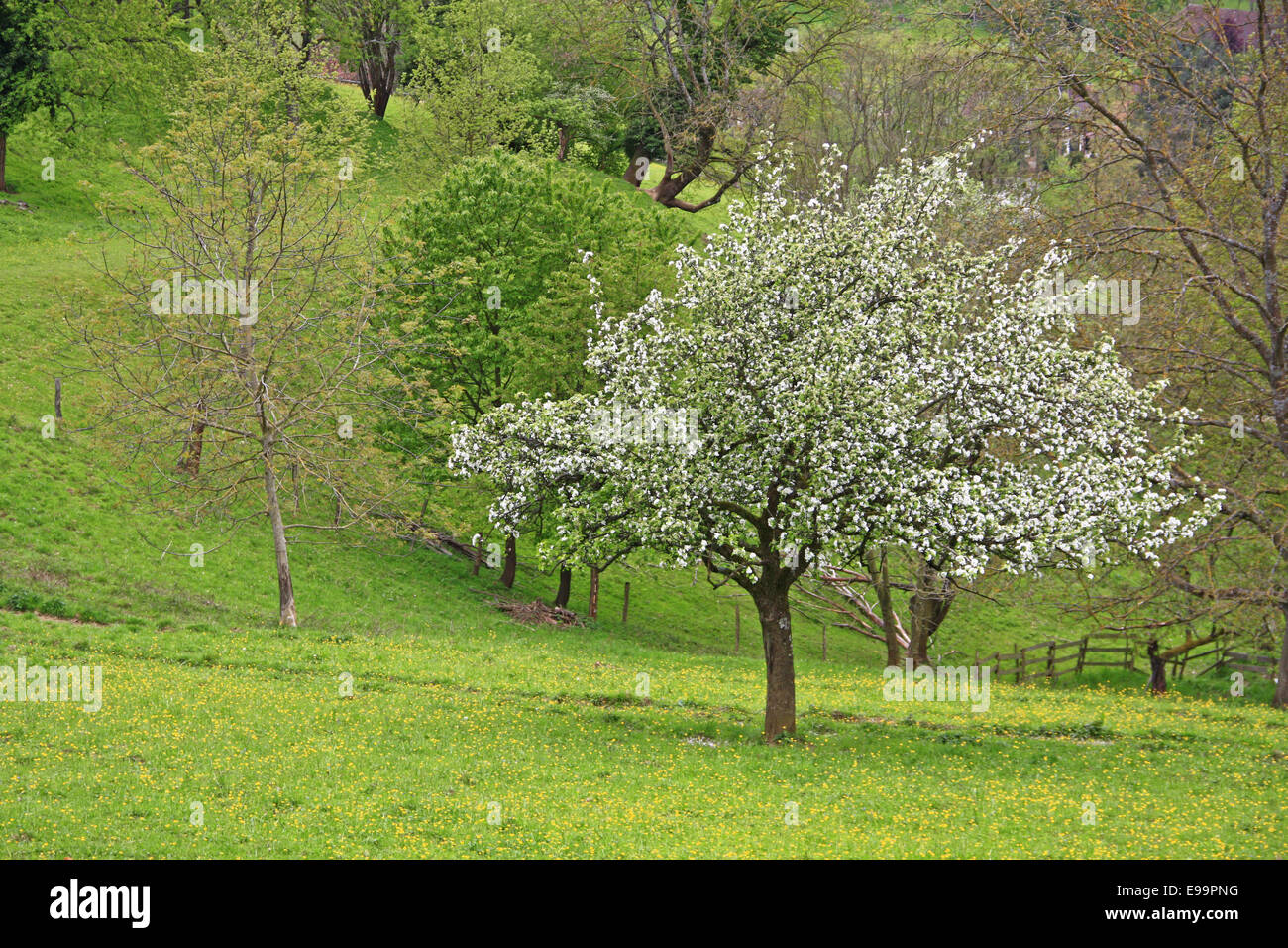 Paesaggio di primavera Foto Stock