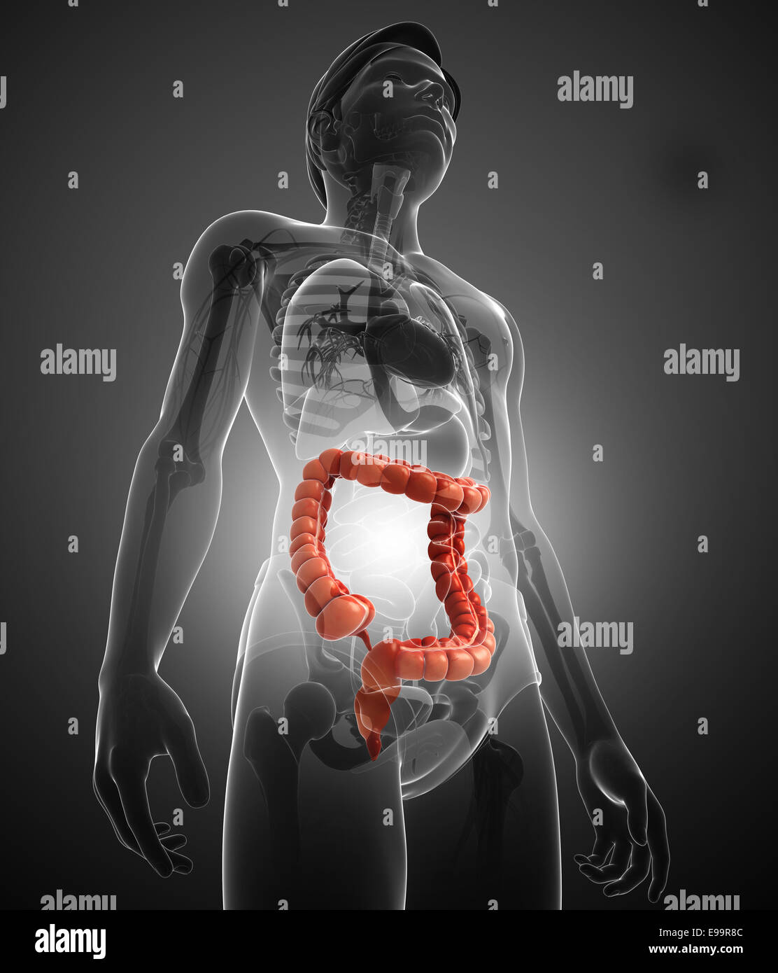 Illustrazione dei maschi di intestino crasso anatomia Foto Stock