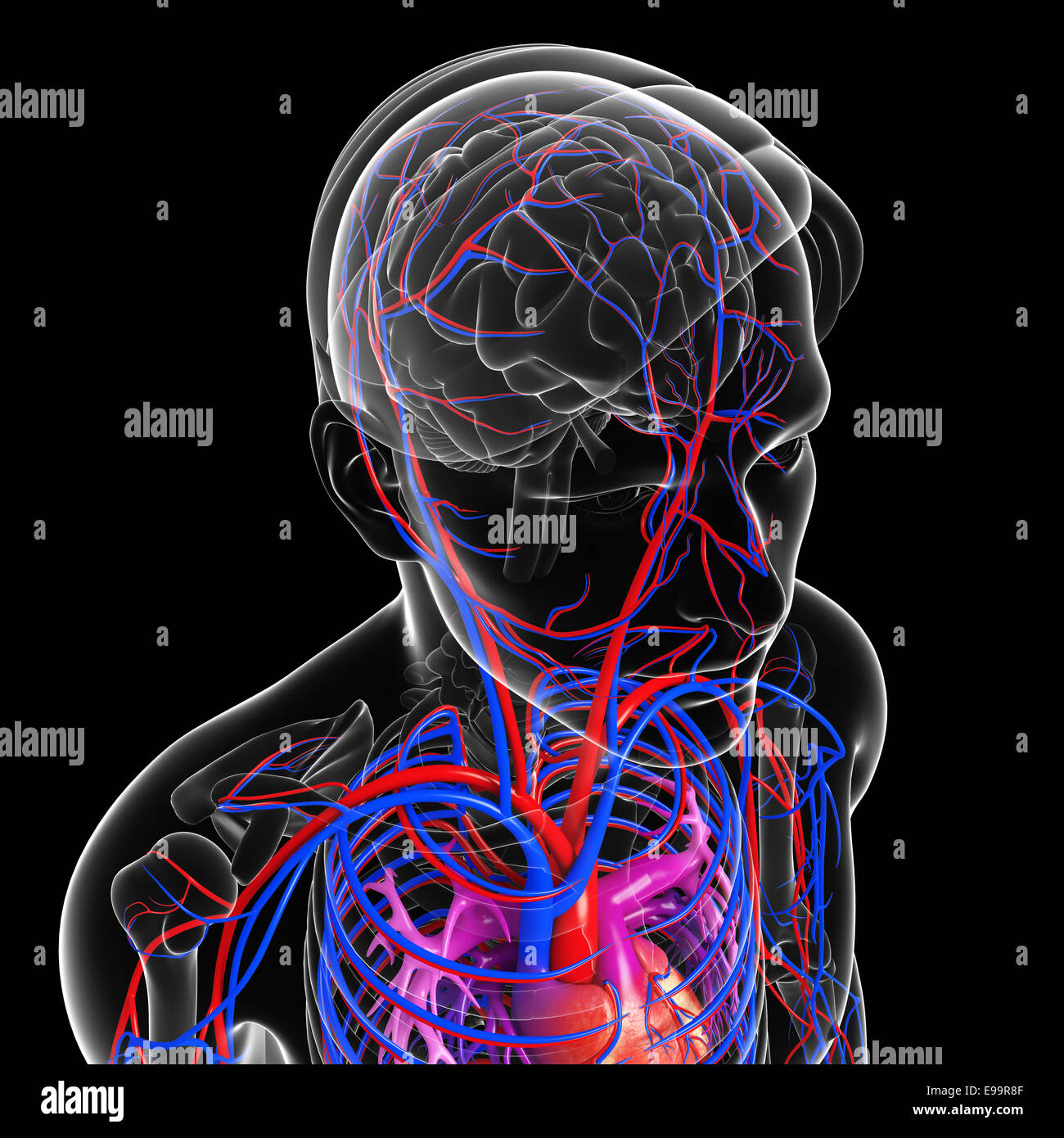 Illustrazione del cervello del sistema circolatorio Foto Stock
