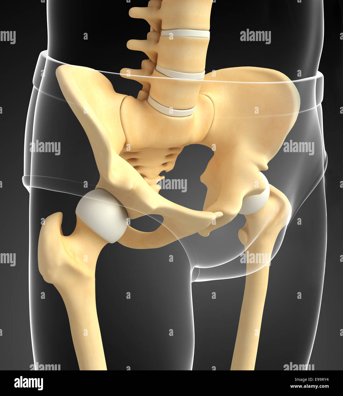 Illustrazione della cintura pelvica artwork Foto Stock