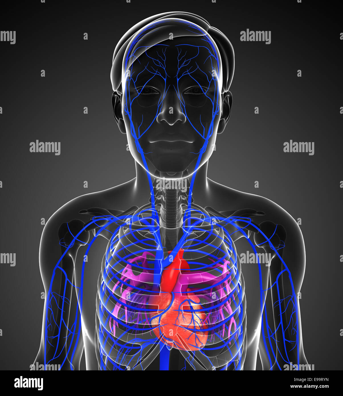 Illustrazione del cuore umano anatomia Foto Stock