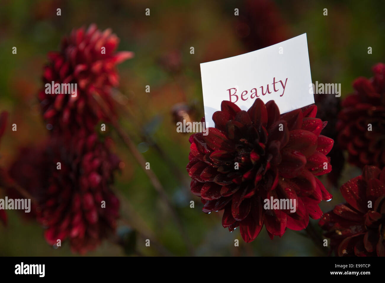 La parola bellezza sulla carta in natura Foto Stock