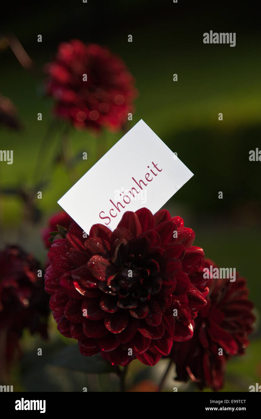 La parola Schönheit su carta in natura Foto Stock