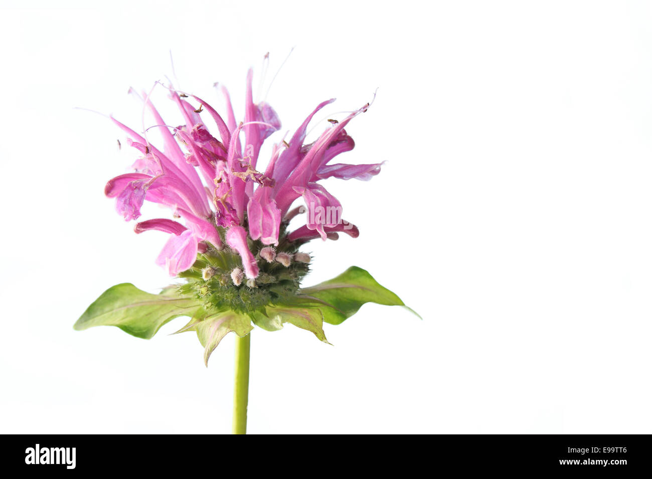 Bee balm o bergamotto (Monarda didyma) Foto Stock