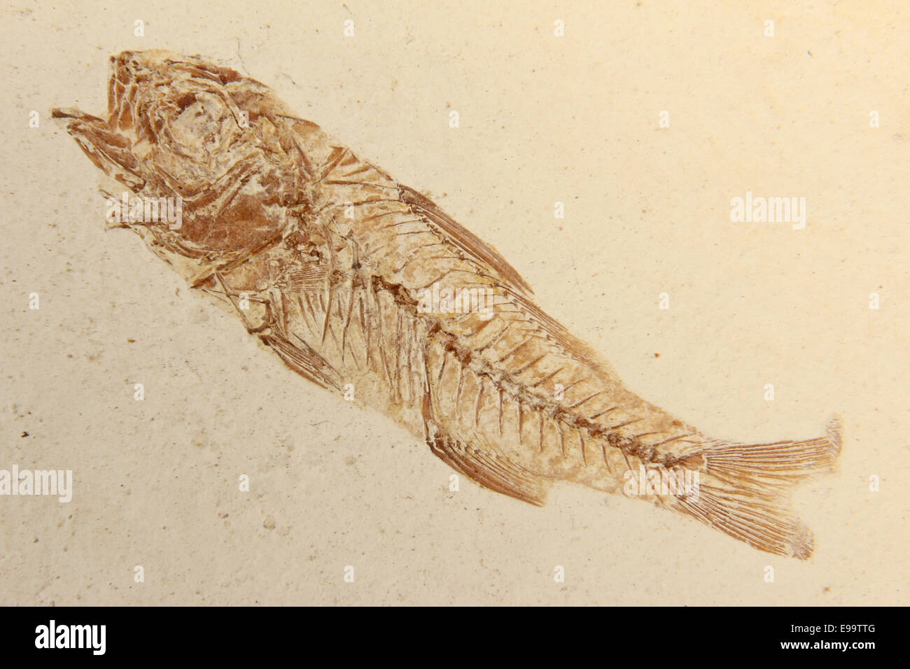 Pesci fossili Dapalis macrurus dalla Francia Foto Stock