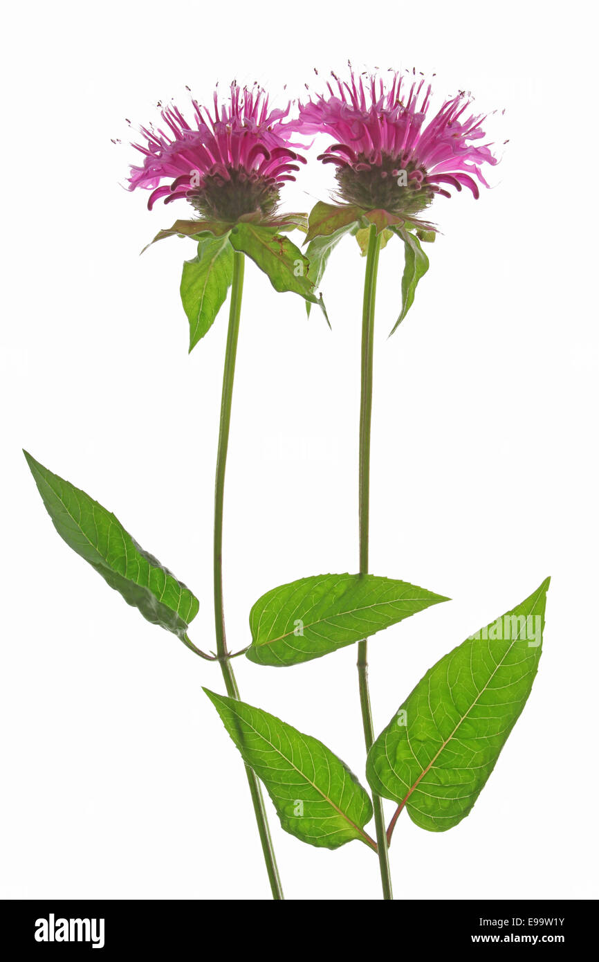 Oswego-tea (Monarda didyma) Foto Stock