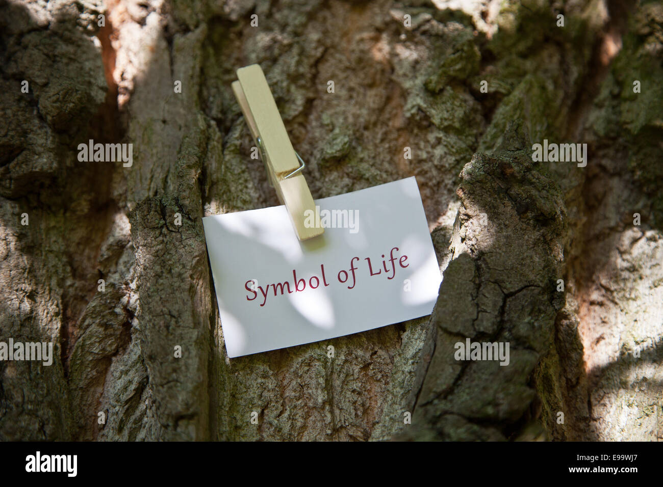Simbolo della vita sulla carta in natura Foto Stock