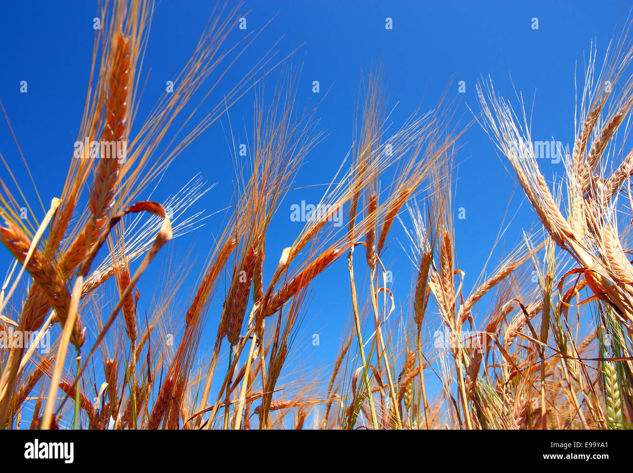 Oro spighe di grano sotto il profondo blu del cielo Foto Stock