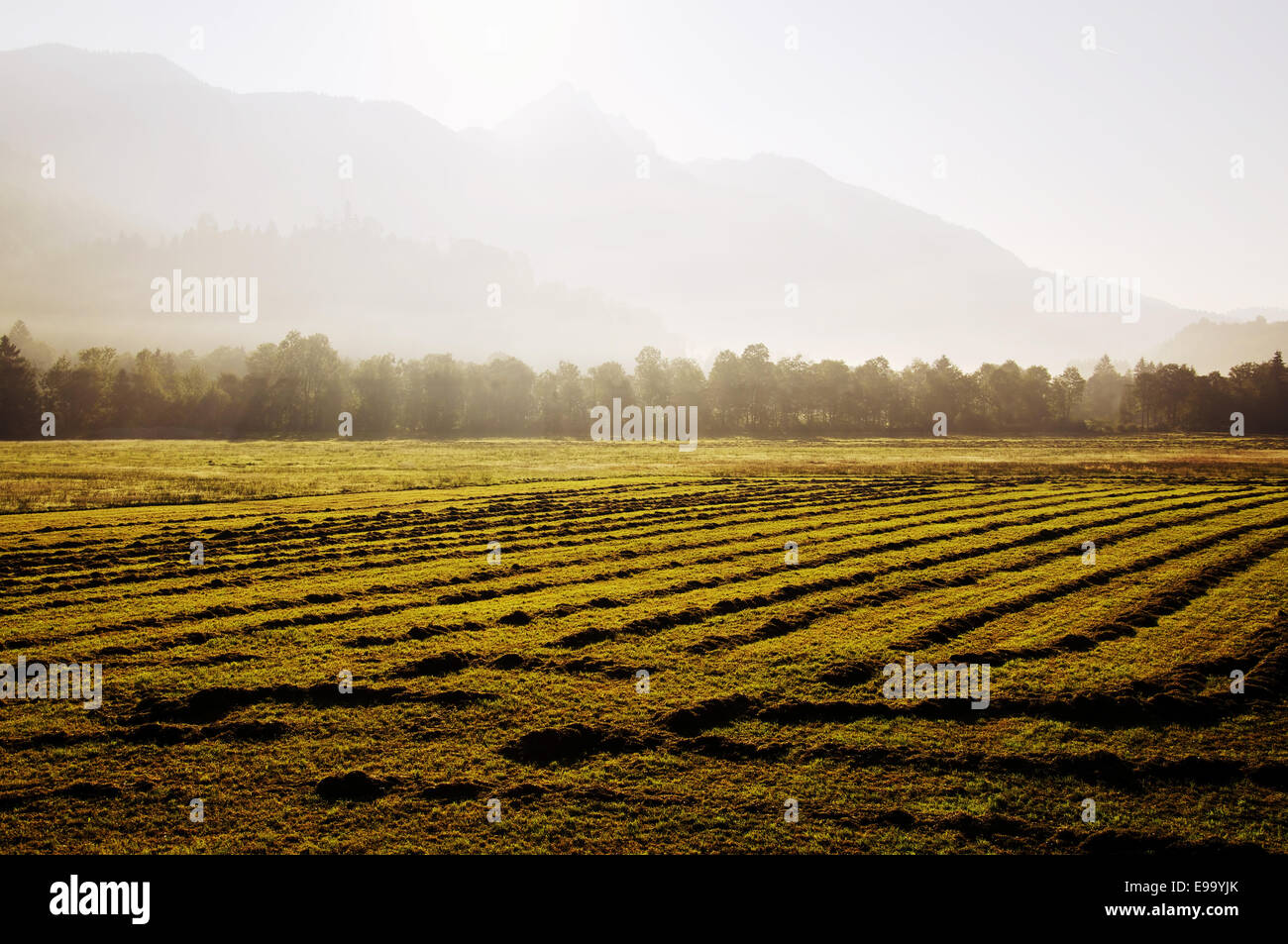 Il fieno raccolto al piede delle Alpi Foto Stock