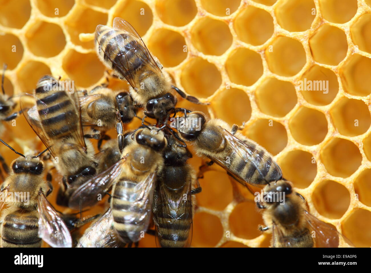 danza dell'ape Foto Stock