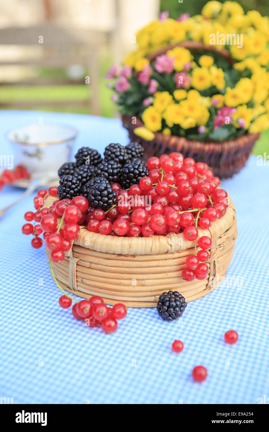 Una piastra con lamponi e ribes Foto Stock