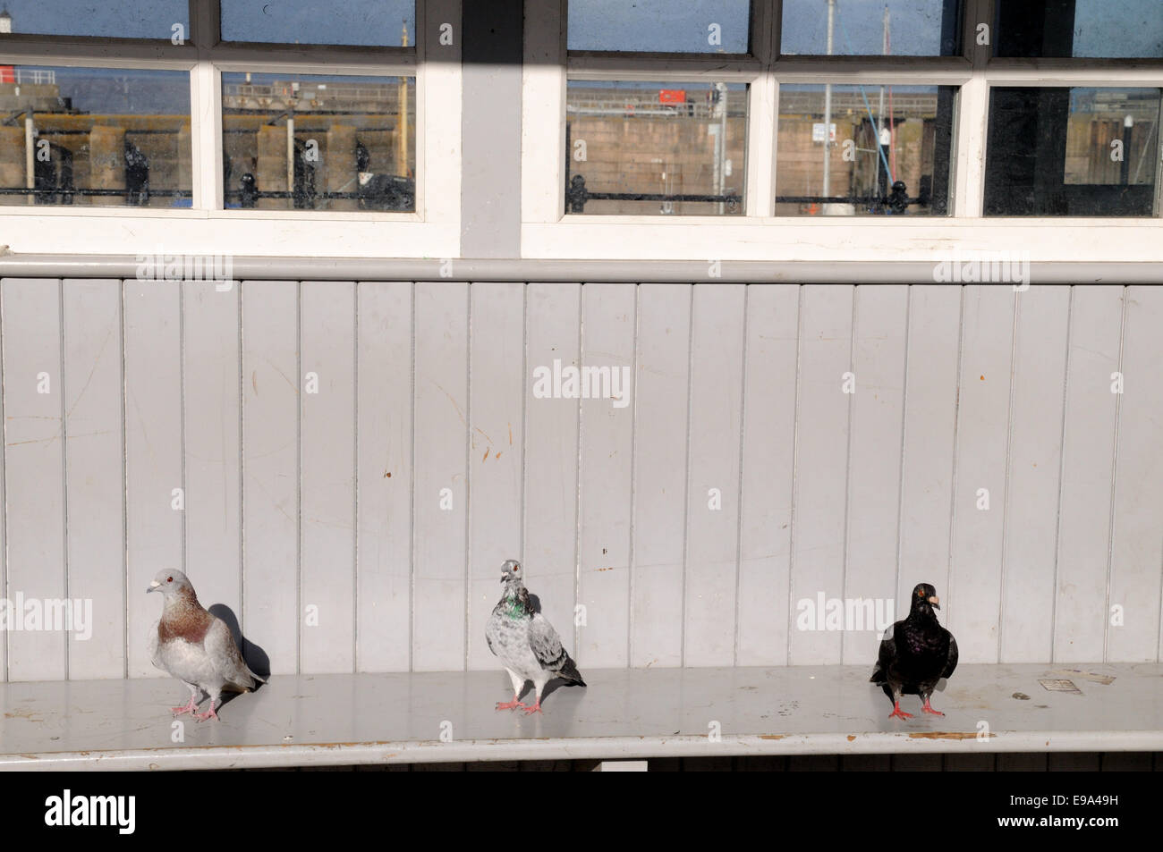 Tre piccioni godendo l'ultimo dell'estate in un rifugio sul mare Watchet Somerset England Regno Unito GB Foto Stock