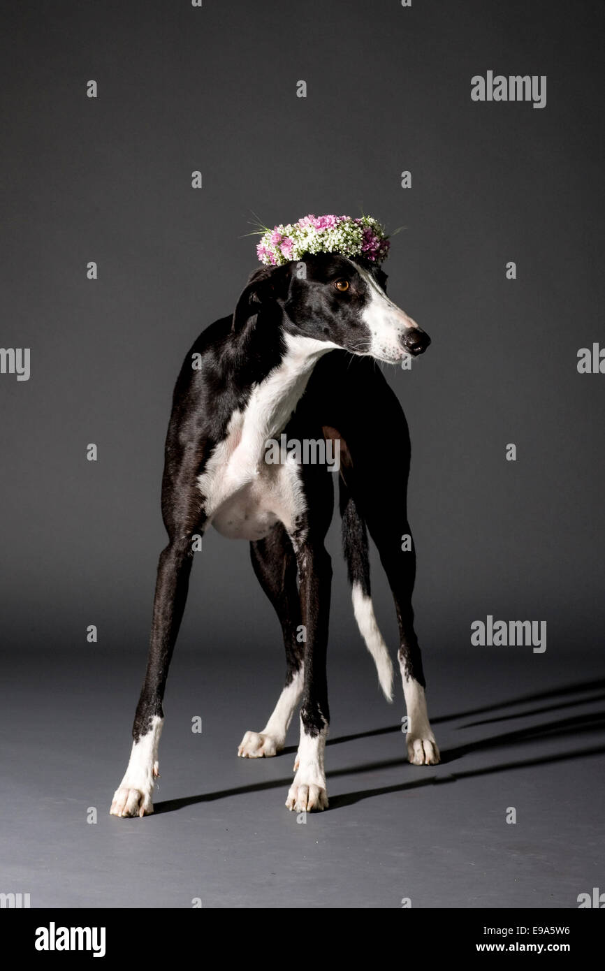 Studio shot di nero e di bianco cane con una ghirlanda di fiori sulla sua testa Foto Stock