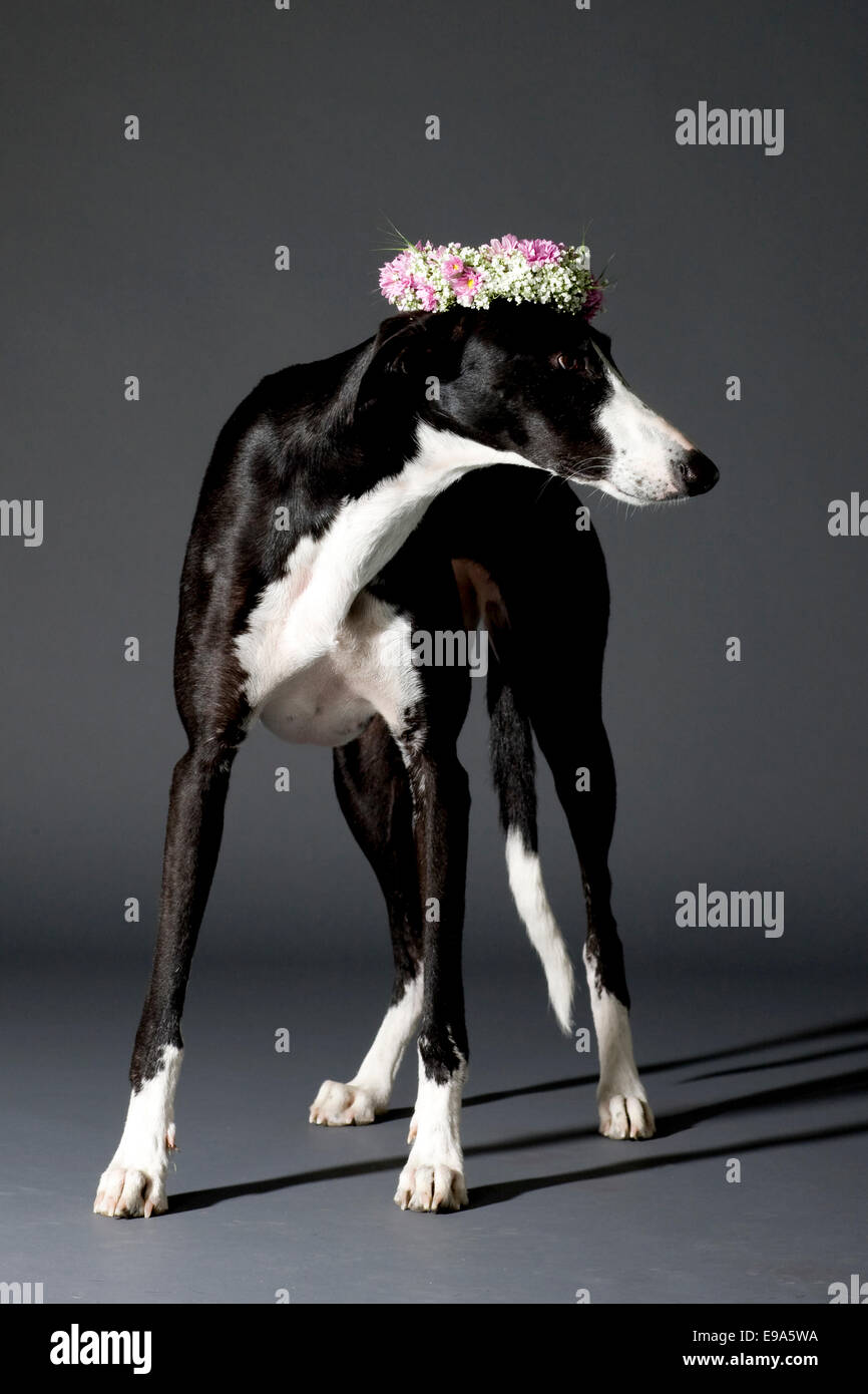 Studio shot di nero e di bianco cane con una ghirlanda di fiori sulla sua testa Foto Stock