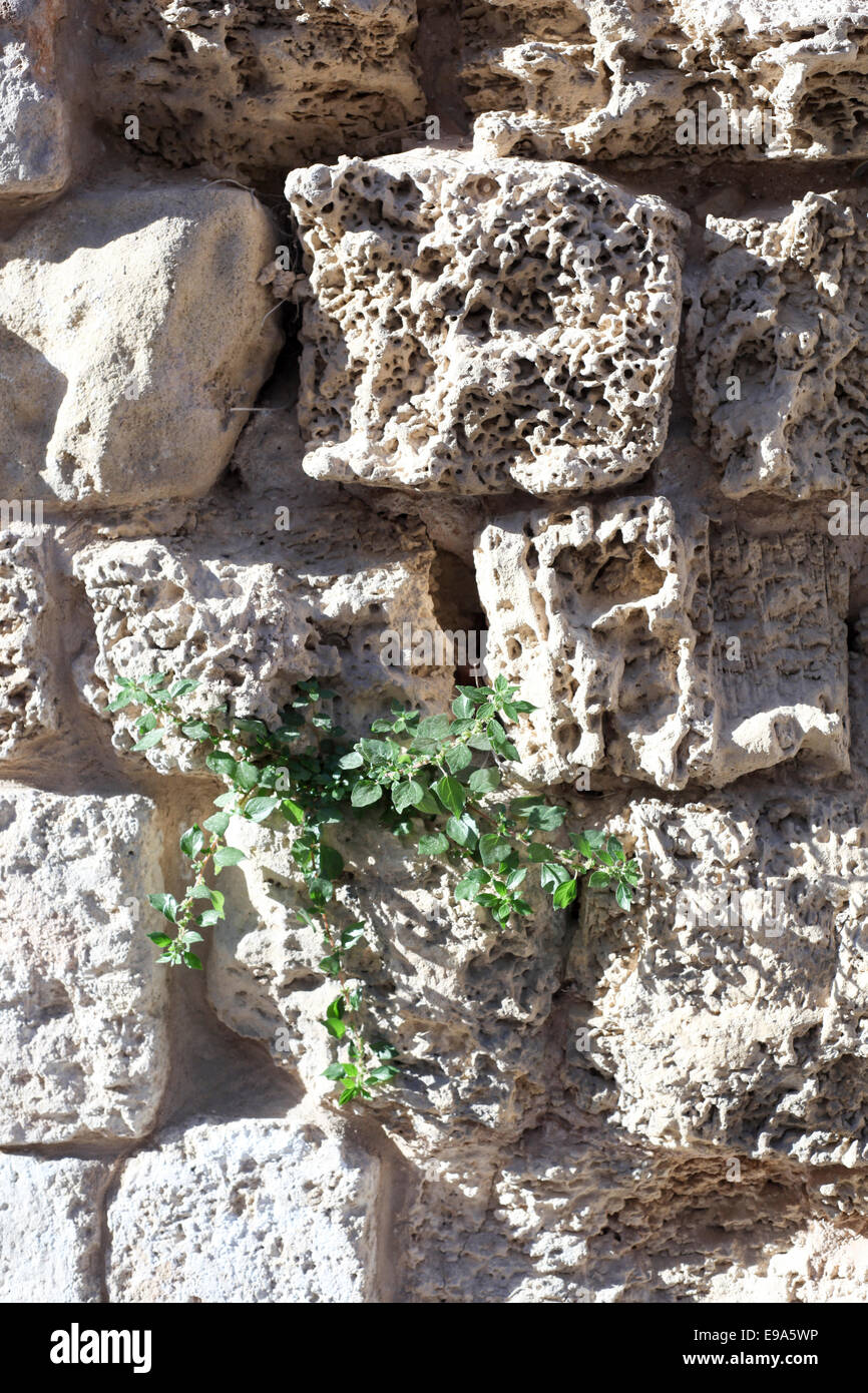 In prossimità di una parete costruita con Kurkar una pietra arenaria calcarea o fossili di mare dune di sabbia comune in Israele Foto Stock