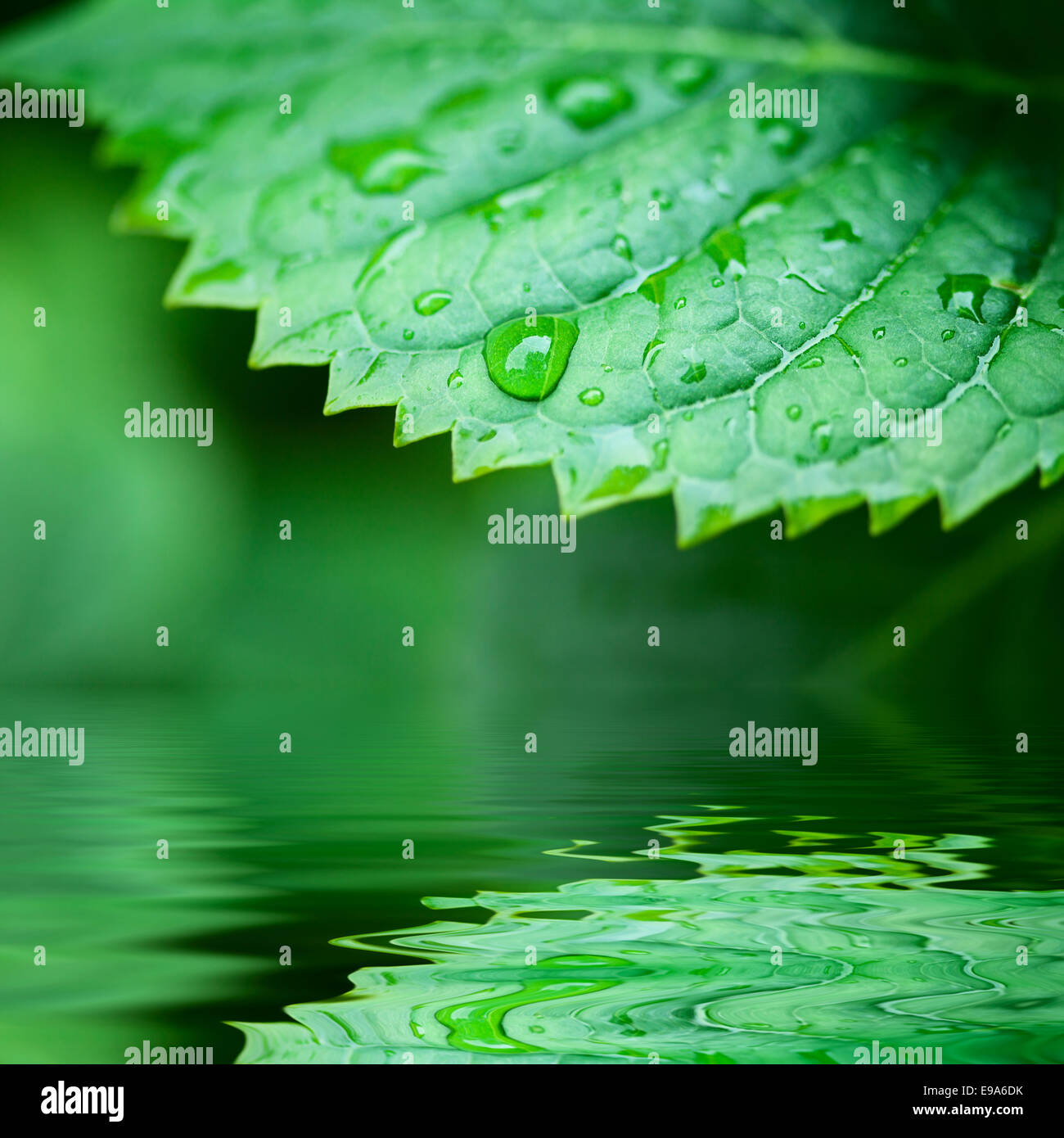 Foglie verdi che riflette nell'acqua Foto Stock