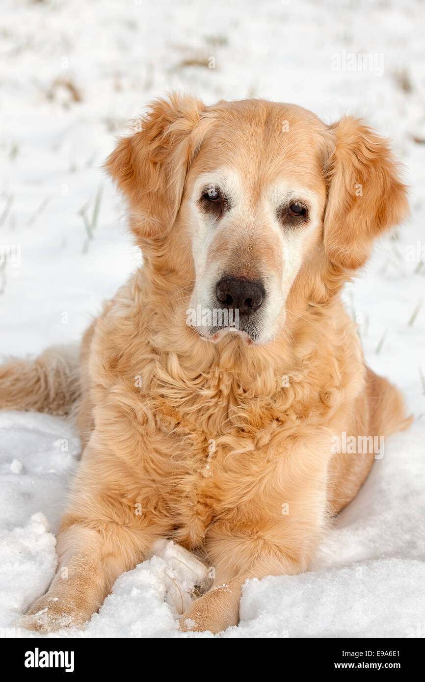 Inverno ritratto di cane Foto Stock