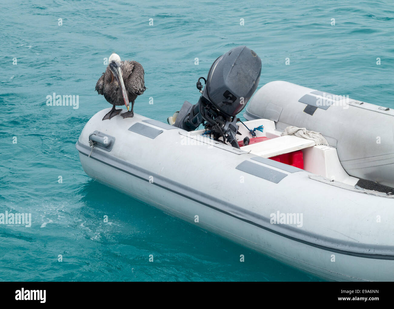Le Galapagos Pelican seduto su zattera gonfiabile Foto Stock