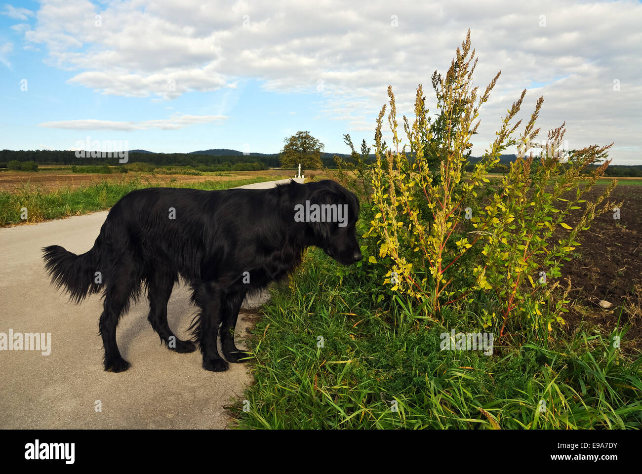 Retriever stabiliscono per un mouse Foto Stock