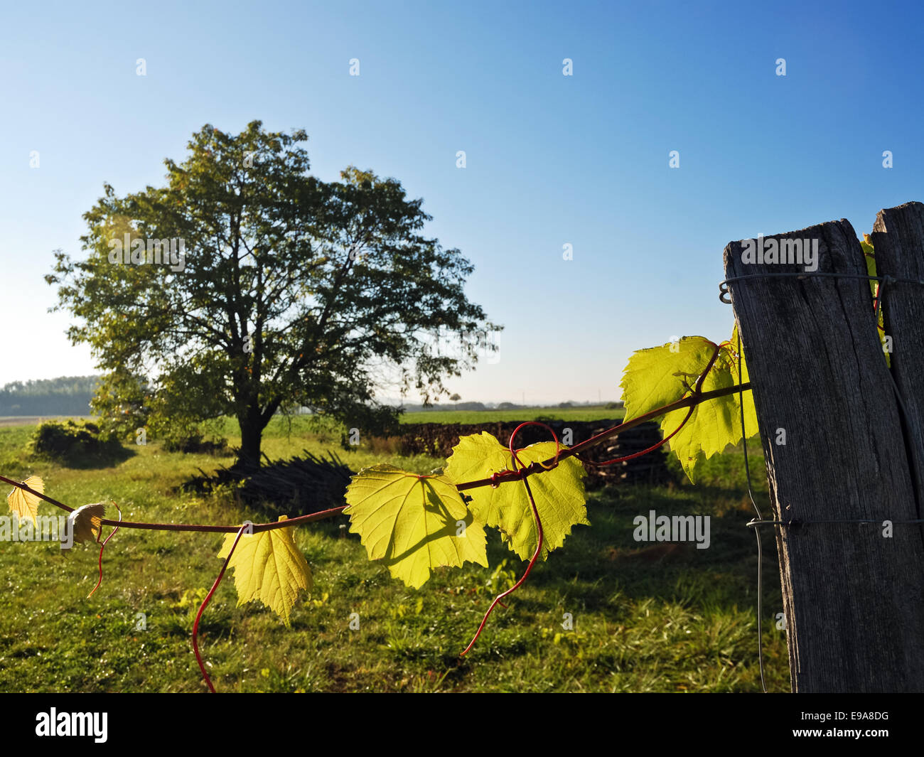 Lascia in un vigneto con albero ciliegio Foto Stock