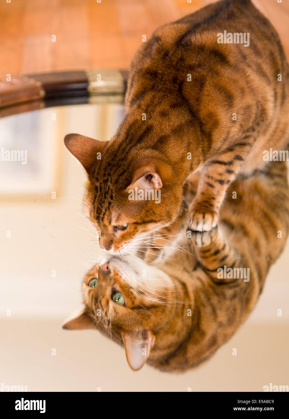 Arancione marrone Gatto bengala riflettendo a specchio Foto Stock