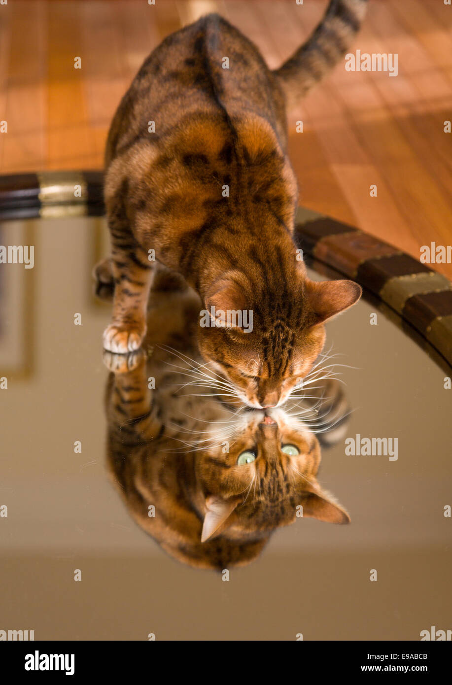 Arancione marrone Gatto bengala riflettendo a specchio Foto Stock