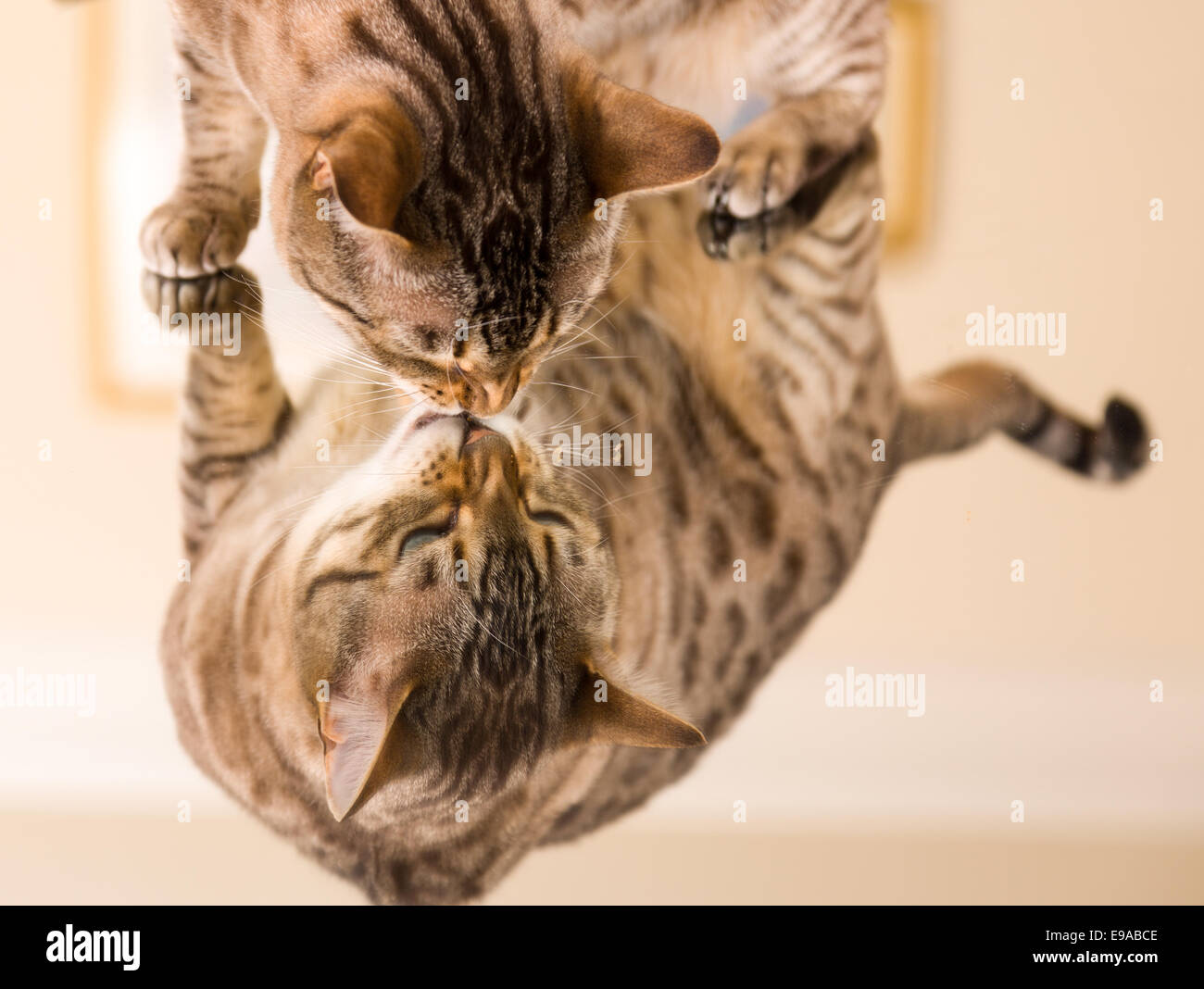 Arancione marrone Gatto bengala riflettendo a specchio Foto Stock