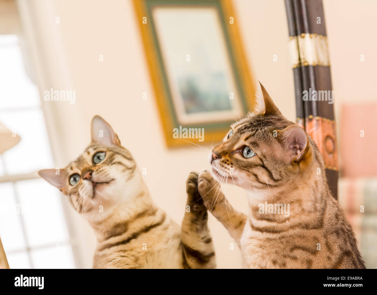 Arancione marrone Gatto bengala riflettendo a specchio Foto Stock