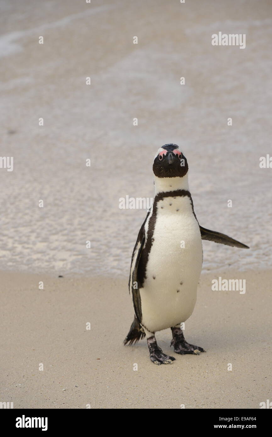 Pinguino africano (Spheniscus demersus) in spiaggia Foto Stock