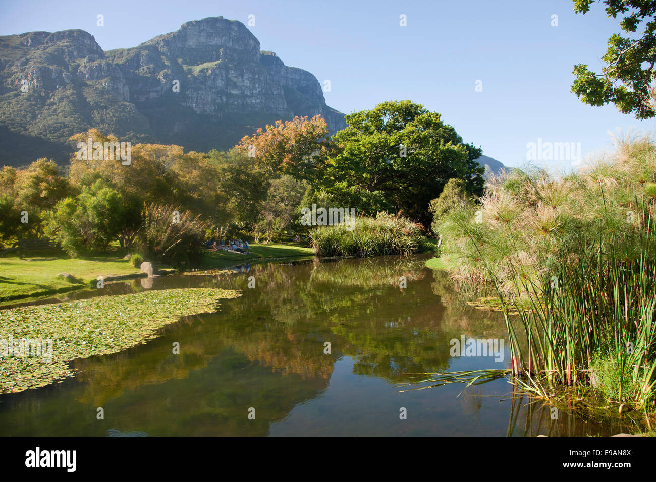 Kirstenbosch National Botanical Garden, Cape Town, Western Cape, Sud Africa Foto Stock