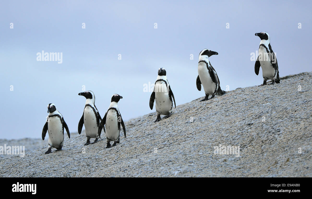 I Penguins africani (Spheniscus demersus) presso la colonia di massi. Sud Africa Foto Stock