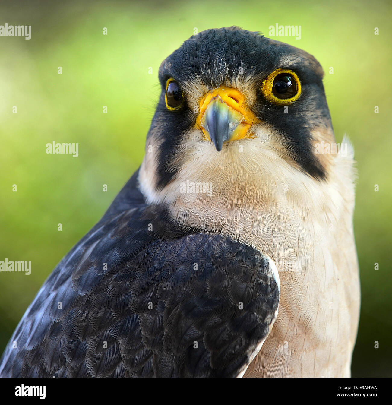 Close up ritratto di Lanner falcon (Falco biarmicus) Foto Stock