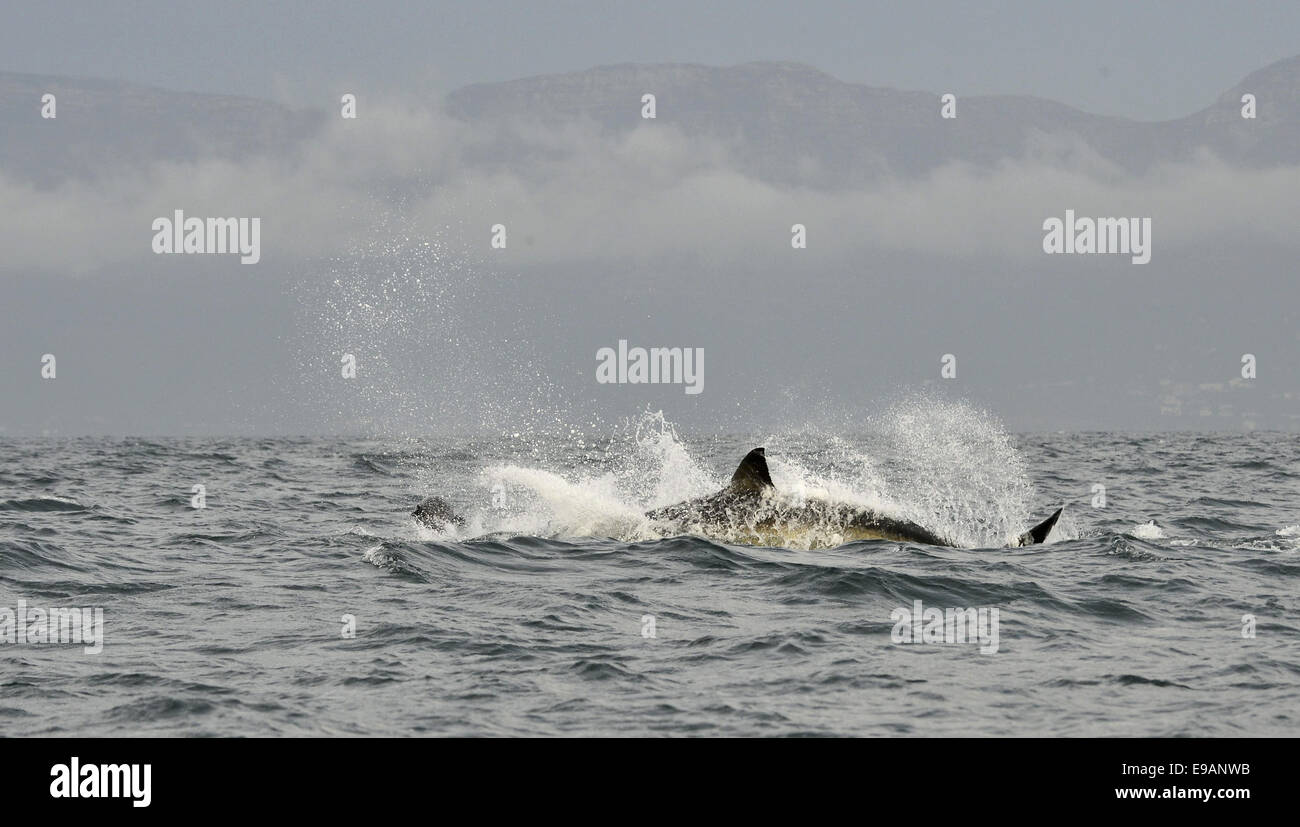 A caccia di un grande squalo bianco (Carcharodon carcharias). Sud Africa Foto Stock