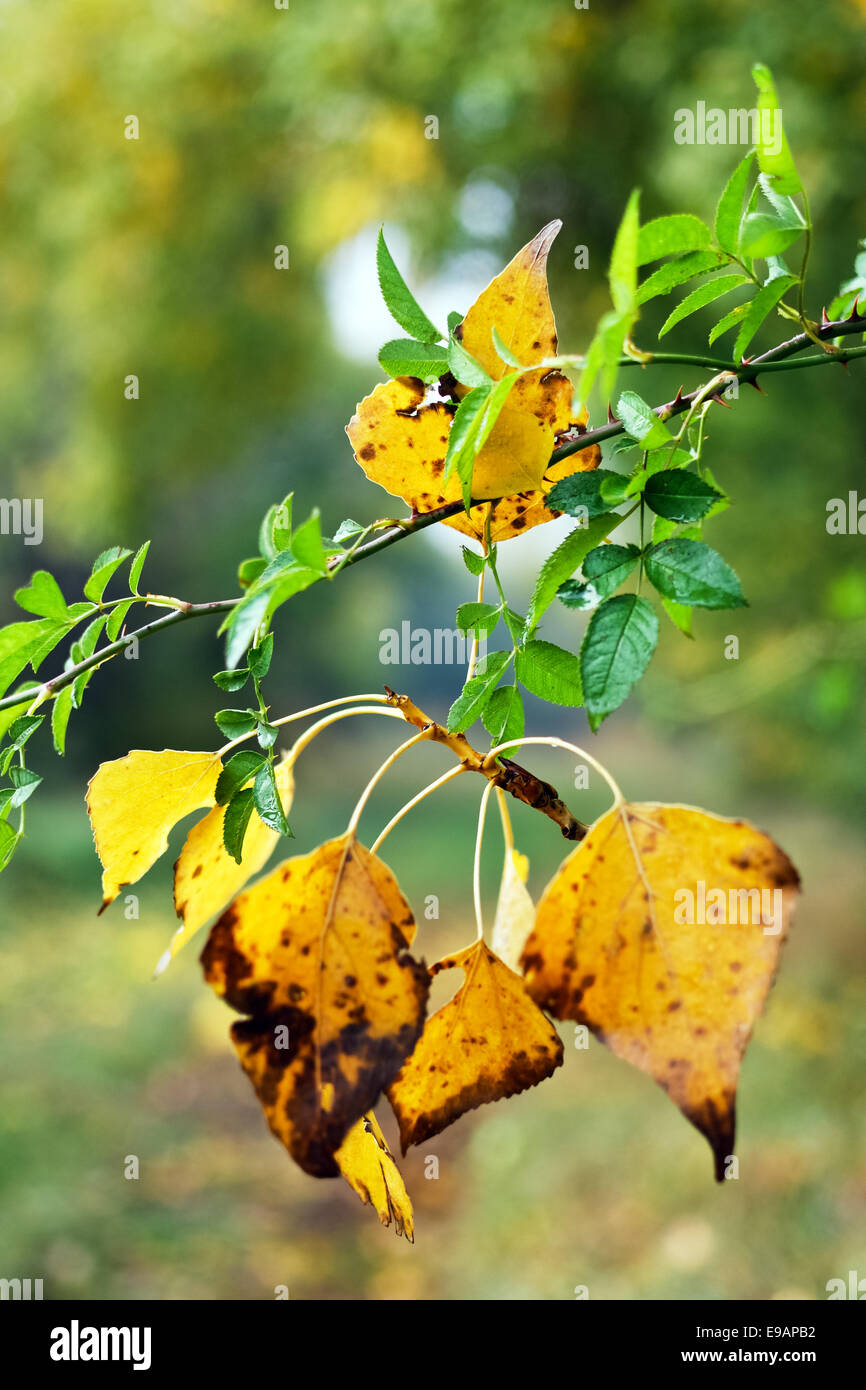 Le foglie in autunno Foto Stock