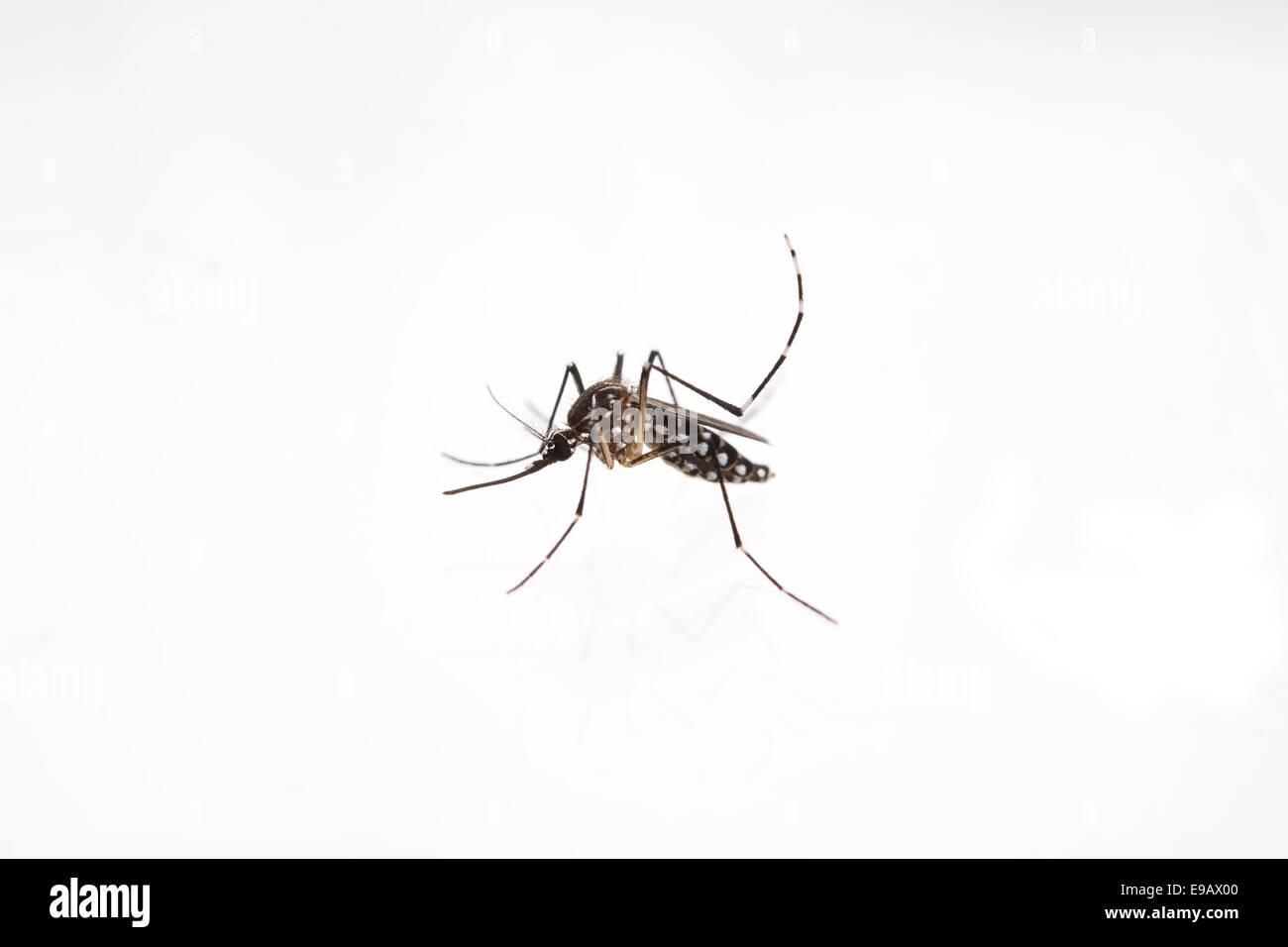 La febbre gialla, dengue, chikungunya e virus Zika zanzara Aedes aegypti Foto Stock