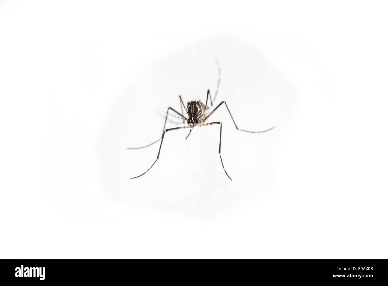 La febbre gialla, dengue, chikungunya e virus Zika zanzara Aedes aegypti Foto Stock