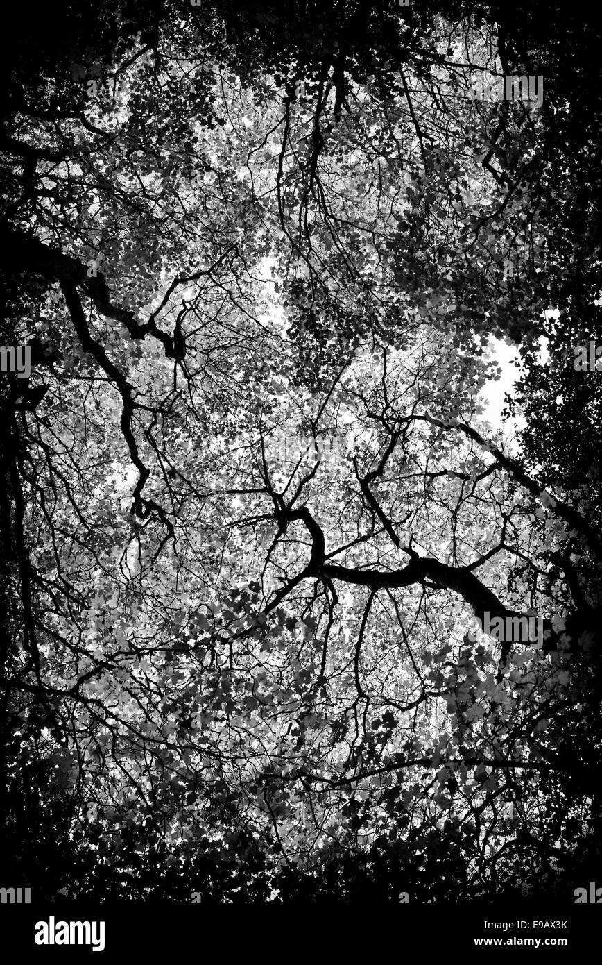 Acer cappadocicum 'Aureum" . Golden Cappadoce acero baldacchino in autunno. Monocromatico Foto Stock