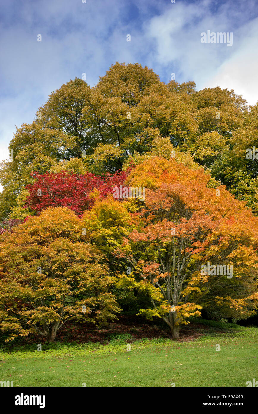 Acer alberi in autunno a Batsford Arboretum. Moreton-in-Marsh, Gloucestershire, Inghilterra Foto Stock