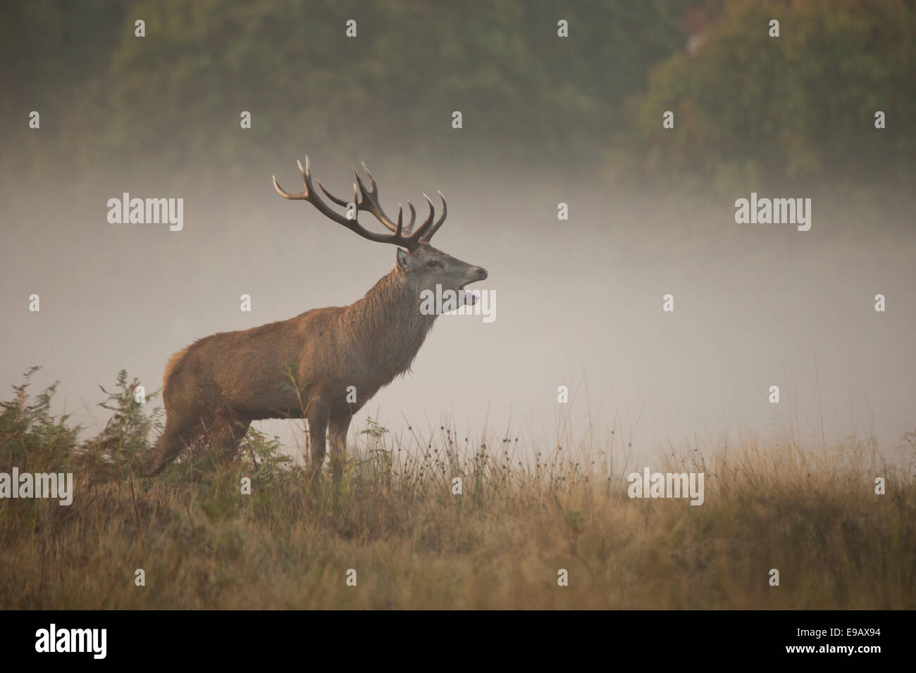 Red Deer stag ruggente nella nebbia Foto Stock